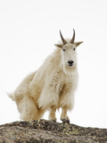 Mountain Goat (Oreamnos Americanus)