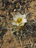 Wright's Fishhook Cactus (Sclerocactus Wrightiae)  Capitol Reef National Park  Utah  USA