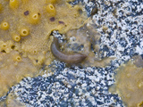 Pacific Peanut Worm (Phascolosoma Agassizii)