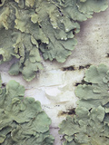 Green Shield Lichen (Flavoparmelicaperata) Growing on Birch Tree Bark
