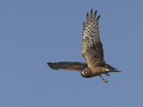 Northern Harrier Male in Flight