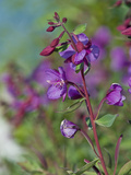 Dwarf Fireweed (Epilobium Latifolium)  Glacier Bay National Park  Alaska  USA