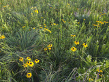 Native Tall Grass Prairie  Steele Prairie State Preserve  Cherokee County  Iowa  USA
