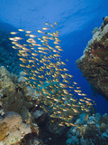 School of Sweeper Fish (Parapriacanthus) Daedalus Reef  Red Sea  Egypt