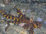 Wunderpus Octopus (Wunderpus Photogenicus) a Species of Long-Armed Octopus with Unique Webbing