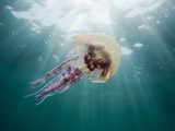 Mauve Stinger Jellyfish (Pelagia Noctiluca)  Cap De Creus  Costa Brava  Spain