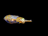 Grass Squid (Pickfordiateuthis Pulchella)  Honduras