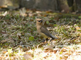 Cedar Waxwing (Bombycilla Cedrorum)  Eastern USA