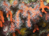 Precious Red Corals  (Corallium Rubrum)  Les Ferranelles  Medes Islands  Costa Brava