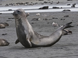 Southern Elephant Seal (Mirounga Leonina)  Right Whale Bay  South Georgia Island