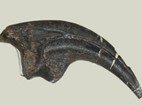 Allosaurus Dinosaur Toenail from Big Horn County