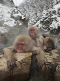 Japanese Macaques or Snow Monkeys in a Hot Spring (Macaca Fuscata)  Jigokudani Park  Japan
