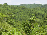 Tropical Rainforest on Fiji