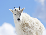 Yearling Mountain Goat (Oreamnos Americanus)  Rocky Mountains  North America