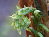Cinnamon Fern