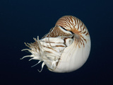 Chambered Nautilus (Nautilus Belauensis)  Micronesia  Palau
