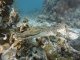 Saltwater Crocodile Swimming over a Coral Reef (Crocodylus Porosus)  Micronesia  Palau