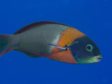 The Saddle Wrasse (Thalassomduperrey)