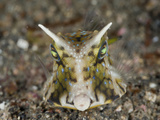 Longhorn Cowfish Head (Lactoria Cornuta)  Lembeh Strait  North Sulawesi  Indonesia