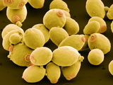 Yeast (Saccharomyces Cerevisiae) Budding and with Bud Scars  SEM X6000