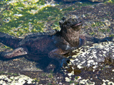 Galapagos Marine Iguana (Amblyrhynchus Cristatus)  Puerto Egas  Galapagos Islands  Ecuador