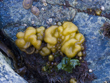 Sea Cauliflower  Sea Potato  or Spongy Cushions Brown Algae on an Intertidal Rock