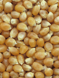 Popcorn Seeds