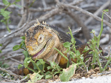 Galapagos Land Iguana Eating a Plant (Conolophus Subcristatus)  North Seymour  Galapagos Islands