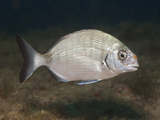 White Sea Bream (Diplodus Sargus Sargus)  Les Ferranelles  Medes Islands  Costa Brava