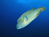 Humphead Wrasse (Cheilinus Undulatus) Elphinestone Reef  Red Sea  Egypt