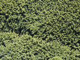 Bamboo Grove on the Road to Hana  Maui  Hawaii  USA