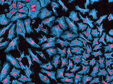 Hela Cells with Fluorescently Labeled Tubulin (Blue) and DNA (Red)  Multiphoton Flourescence