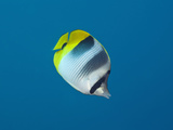 Double-Saddle Butterflyfish (Chaetodon Ulietensis)  Turtle Cove  Micronesia  Palau