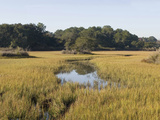 Smooth Cordgrass
