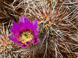 Englemann's Hedgehog Cactus (Echinocereus Engelmannii)  Joshua Tree National Park  Mojave Desert
