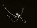 This Pelagic Species of Octopus Is No More That Five Inches across and Was Photographed at Night