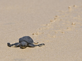 Green Sea Turtle Hatchling (Chelonia Mydas Agassizi)  Galapagos Islands