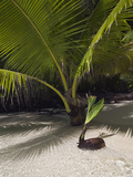Germinating Coconuts on a Sandy Beach in Palau  Micronesia