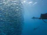 Atlantic Sailfish Hunting Sardines (Istiophorus Albicans)  Isla Mujeres  Yucatan Peninsula Sea