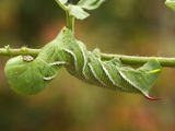 Tobacco Hornworm (Manduca Sexta)