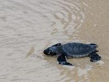 Green Sea Turtle Hatchling (Chelonia Mydas Agassizi)  Galapagos Islands