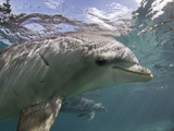 Atlantic Bottlenose Dolphin (Tursiops Truncatus)  Curacao  Netherland Antilles  Caribbean