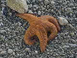 Ochre Star (Pisaster Ochraceus)  Glacier Bay National Park  Alaska  USA