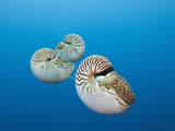 Group of Chambered Nautilus (Nautilus Belauensis)  Micronesia  Palau
