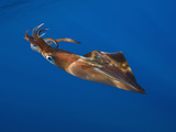 Veined Kalmar Squid (Loligo Forbesi)  Azores  Atlantic Ocean  Portugal