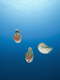 Group of Chambered Nautilus (Nautilus Belauensis)  Micronesia  Palau