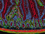 Intestine Section Fluorescently Stained to Show the Epithelial Cells Comprising the Villi