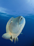 Humpback Wrasse (Cheilinus Undulatus)  Blue Corner  Micronesia  Palau