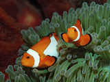 Two Clown Anemonefishes  Amphiprion Ocellaris  Indonesia  Bali  Indian Ocean