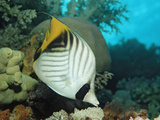 Threadfin Butterflyfish Swimming Near a Coral Reef  (Chaetodon Auriga) Red Sea  Sudan  Africa